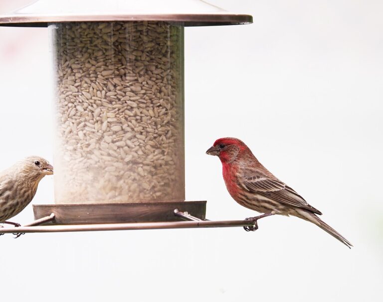 Why Is My Bird Feeder Not Attracting Birds? 10 Reasons (and Fixes)