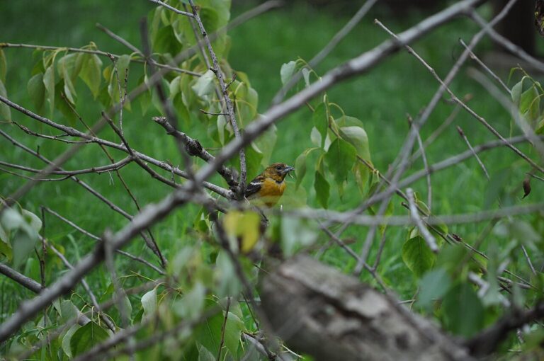 Female Baltimore Oriole: Identification Guide