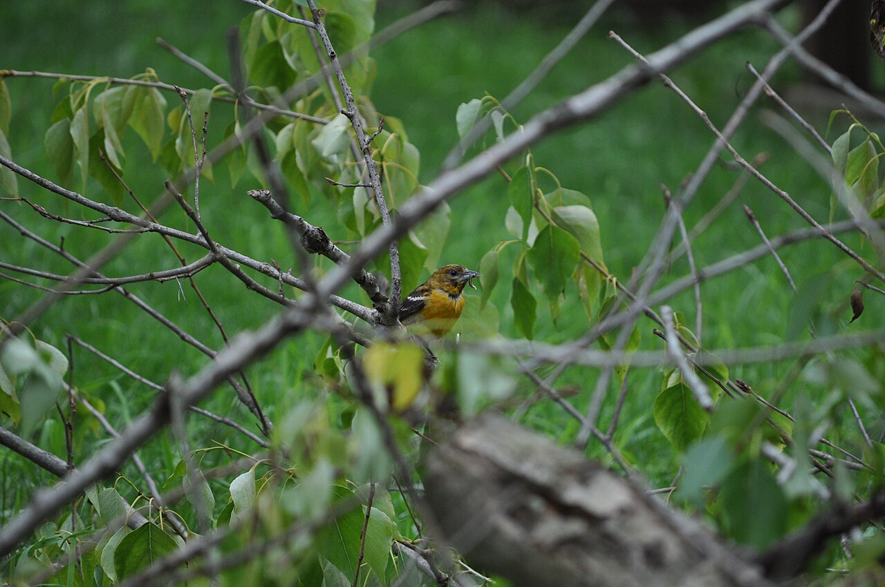 Female Baltimore Oriole: Identification Guide