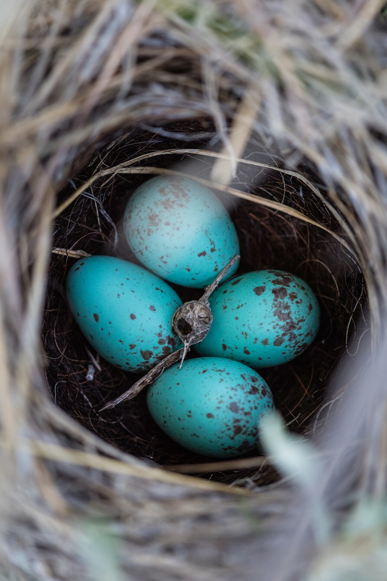 Female Baltimore Oriole Behavior and Nesting