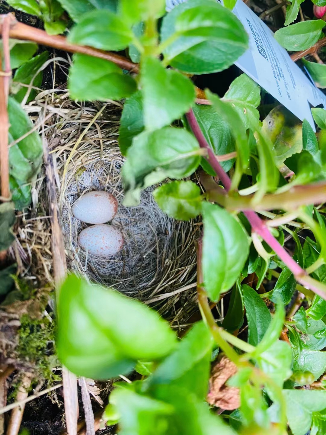 The Baltimore Oriole's Woven Nest