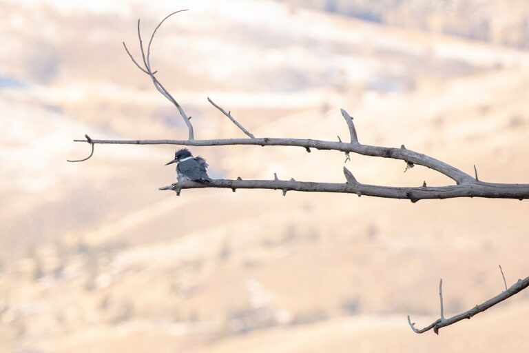 Female Belted Kingfisher: Identification Guide