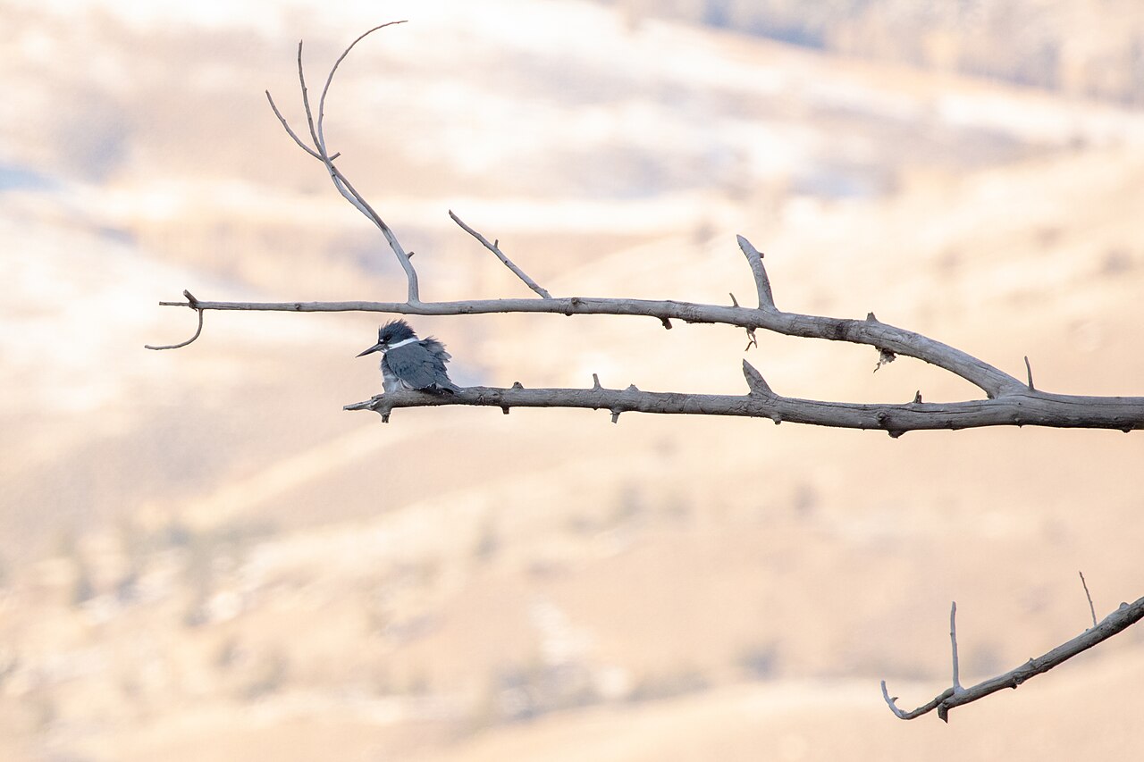 Female Belted Kingfisher: Identification Guide