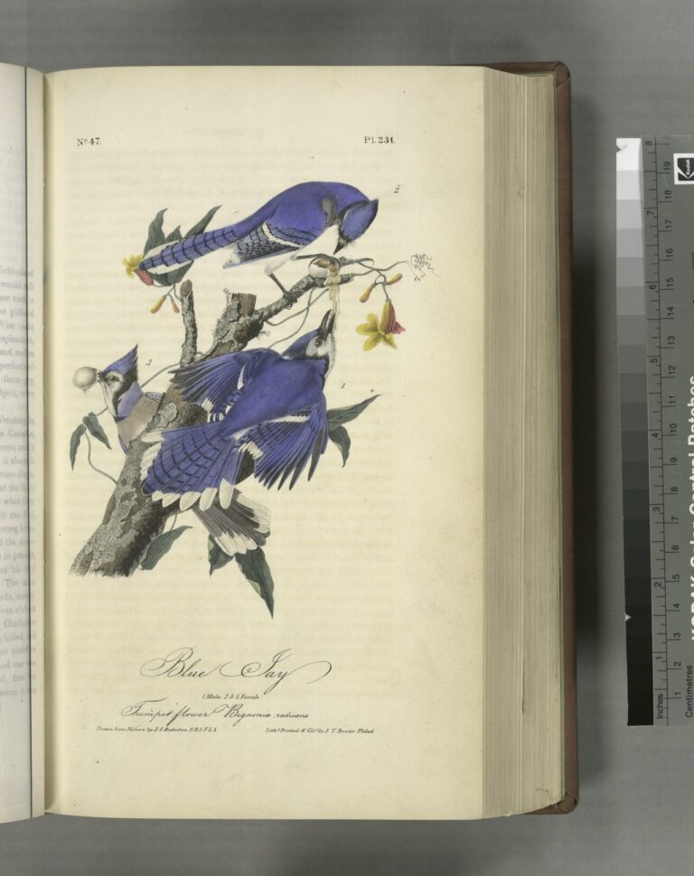 Female Blue Jay: Identification and Behavior Guide