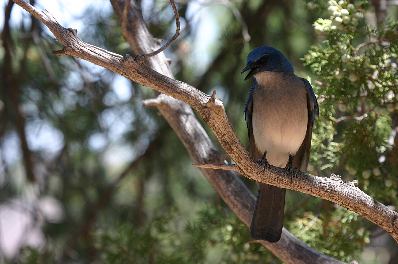 Female Blue Jay Calls and Sounds
