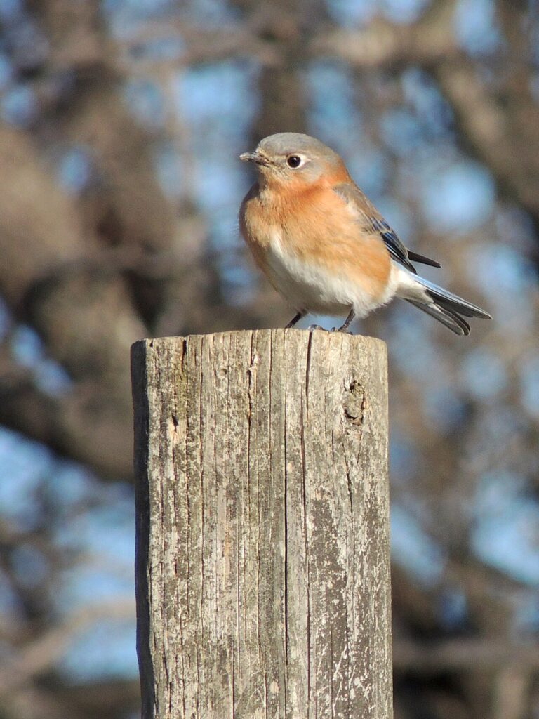 Female Bluebird: Identification Guide