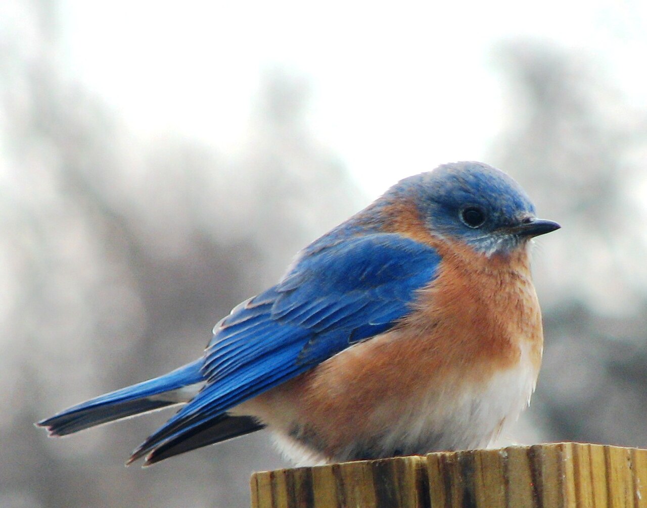 Female vs Male Bluebird