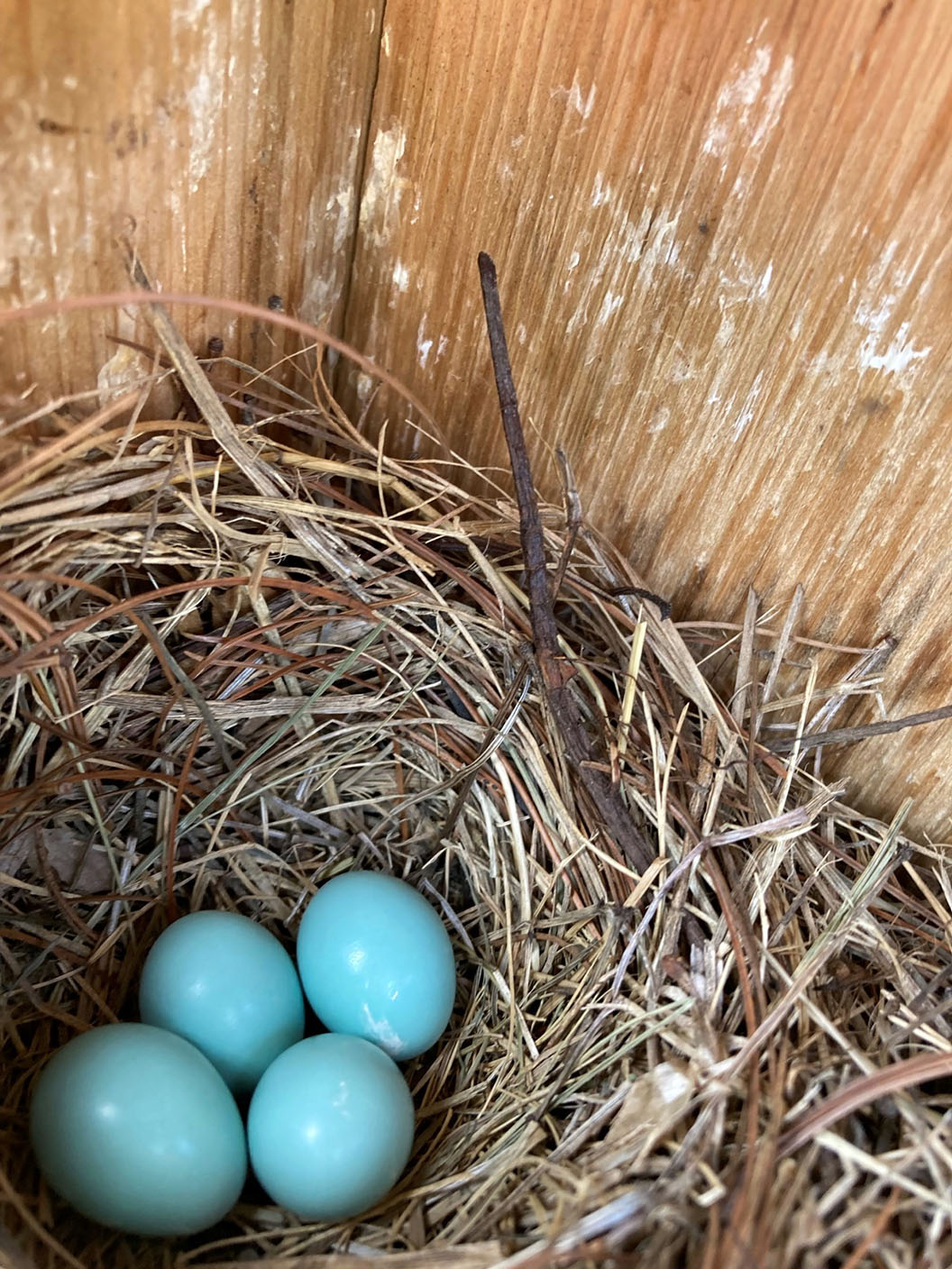 Female Bluebird Behavior and Nesting