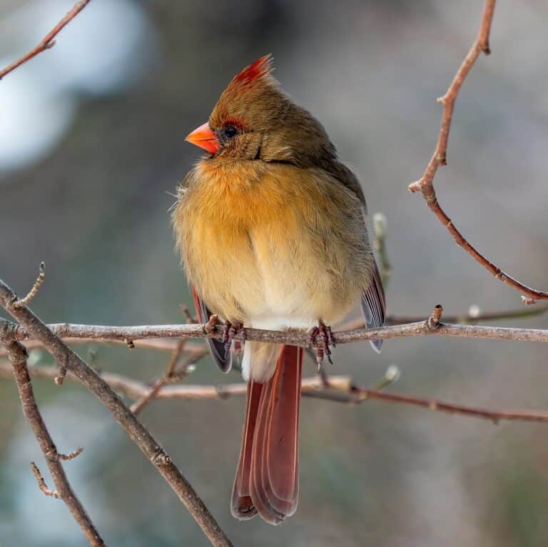 Female Cardinal: Identification & Behavior Guide
