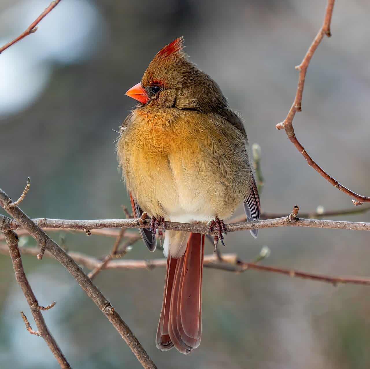 Female Cardinal: Identification & Behavior Guide