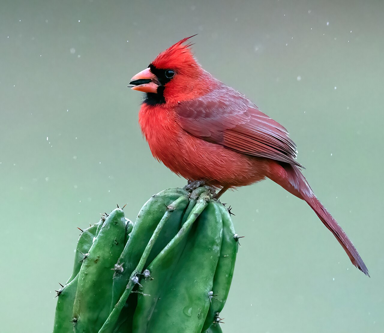 Female vs. Male Cardinal: Key Differences