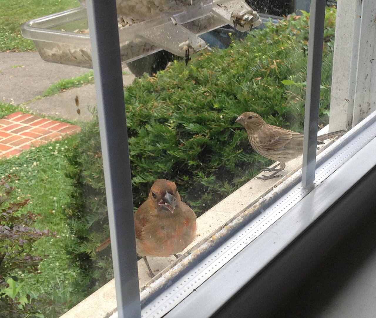 How to Tell a Female Cardinal From a Juvenile
