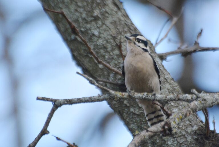 Female Downy Woodpecker: Identification Guide