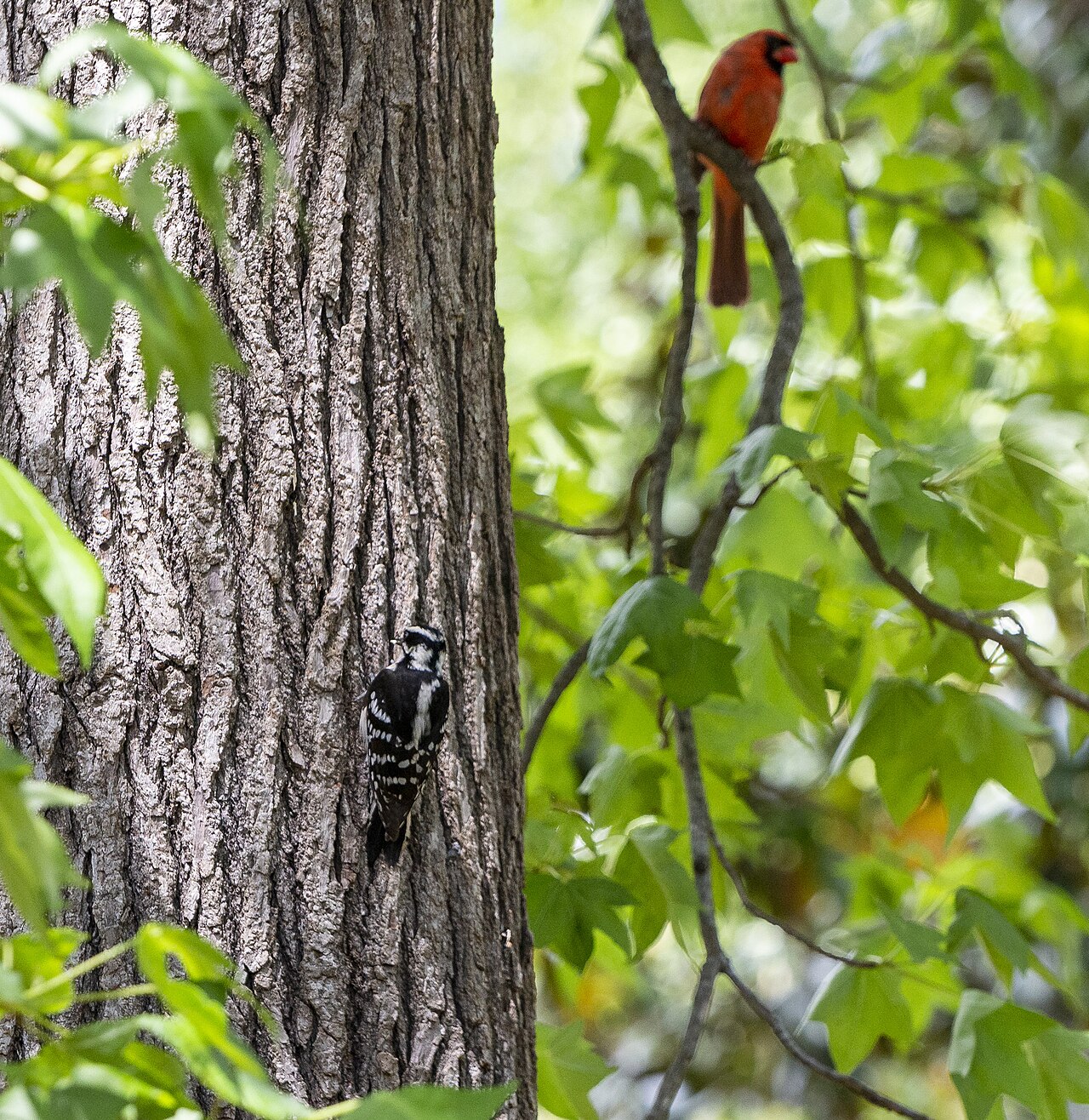 Female vs Male Downy Woodpecker