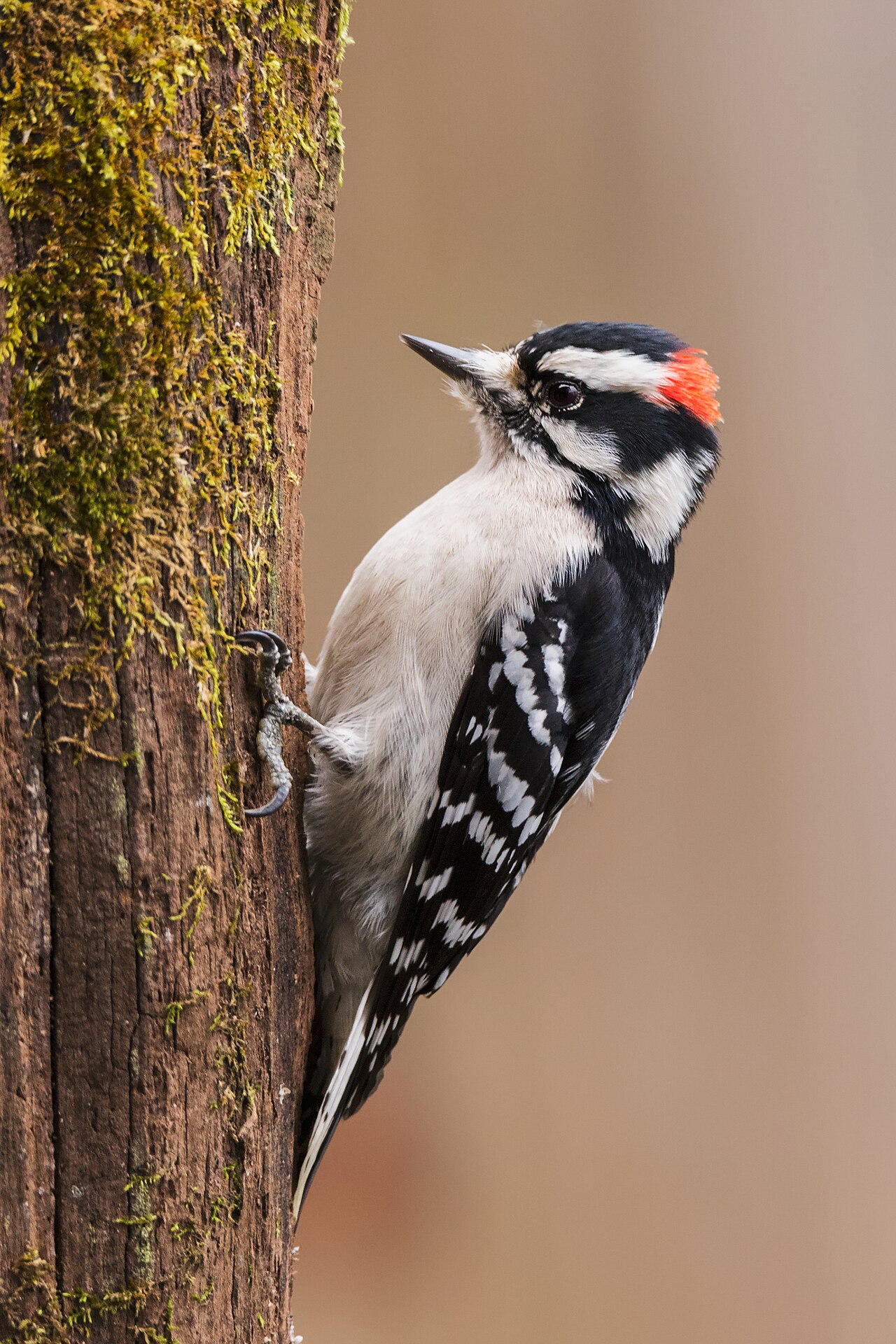 Female Downy vs Female Hairy Woodpecker
