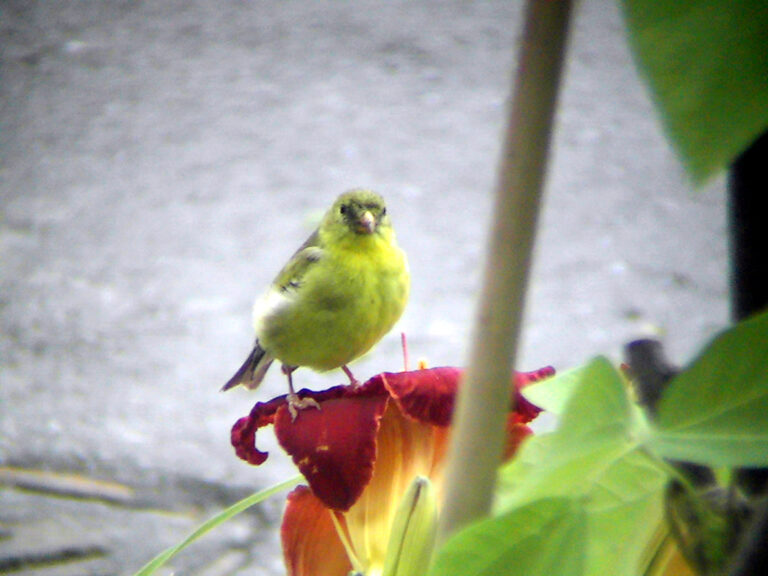 Female Goldfinch: Identification Guide