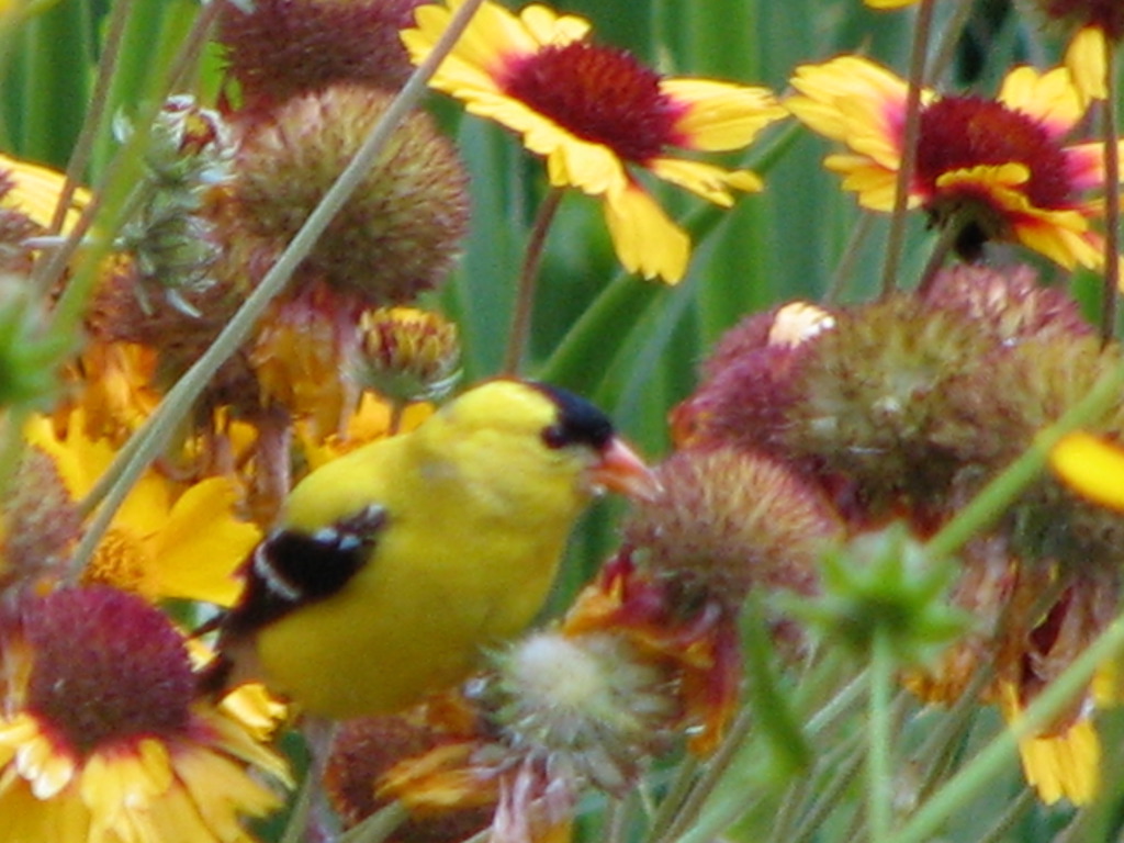 Female vs Male Goldfinch