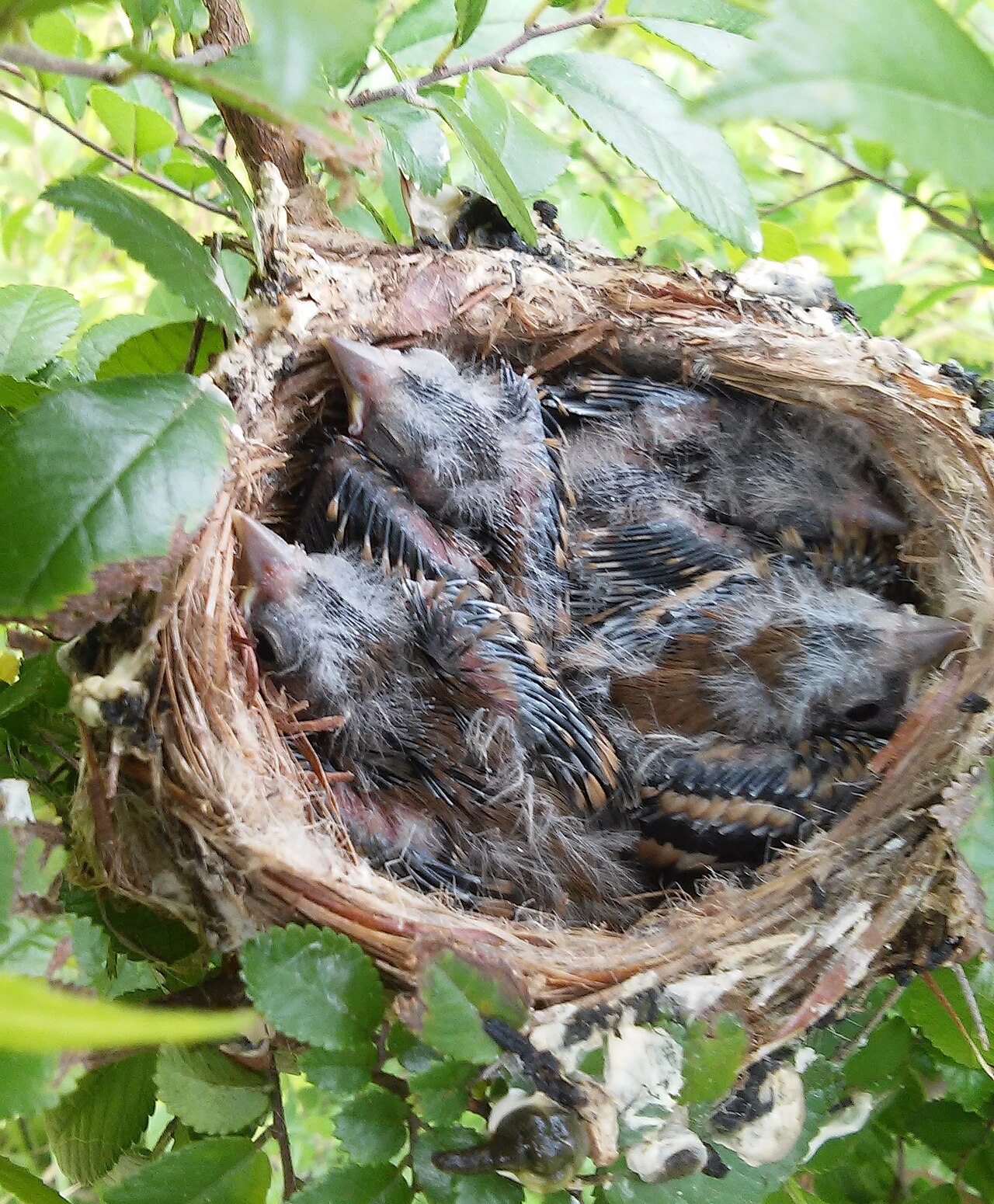 Female Goldfinch Behavior and Nesting