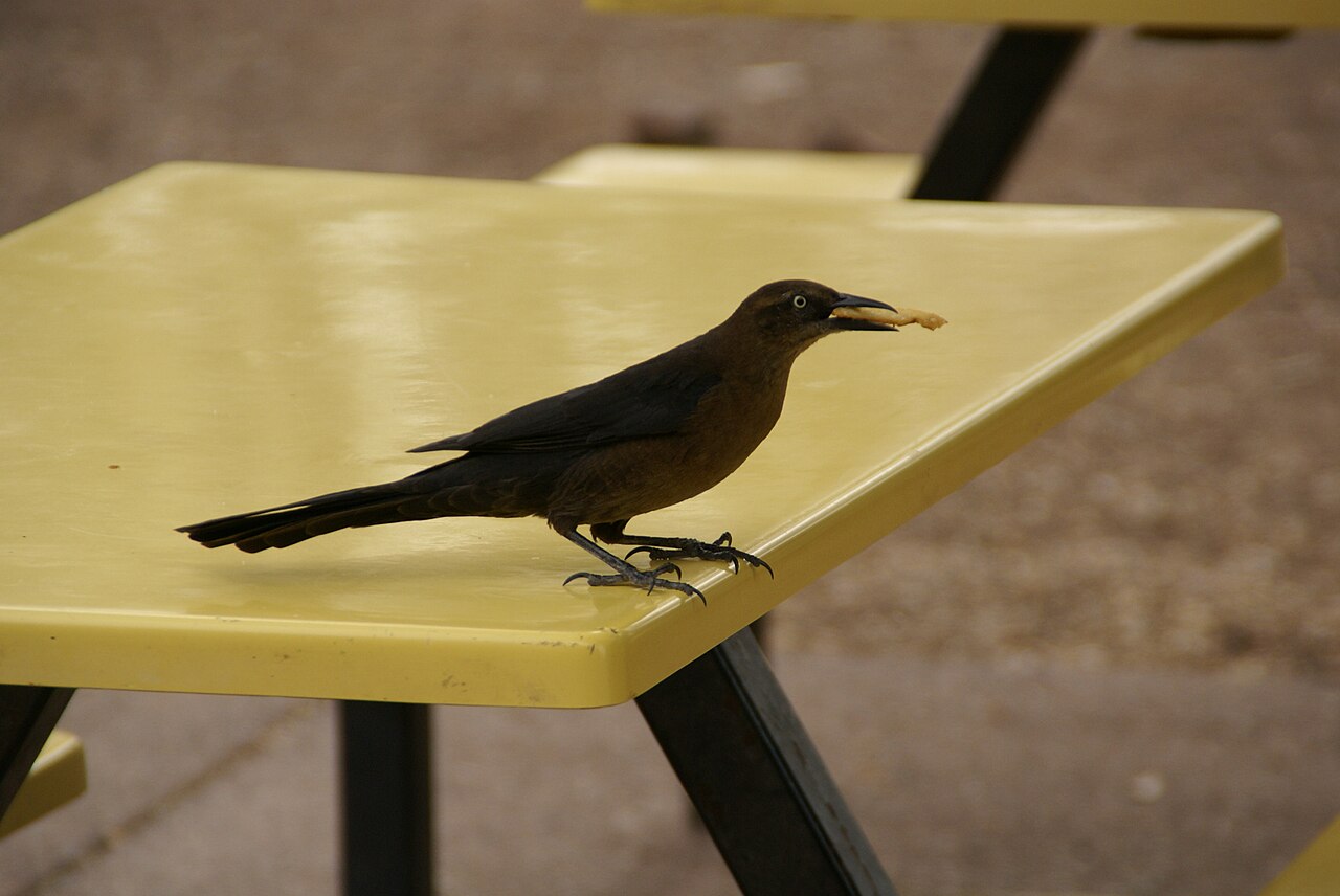 Female Grackle: Identification Guide