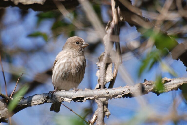Female House Finch: Identification Guide