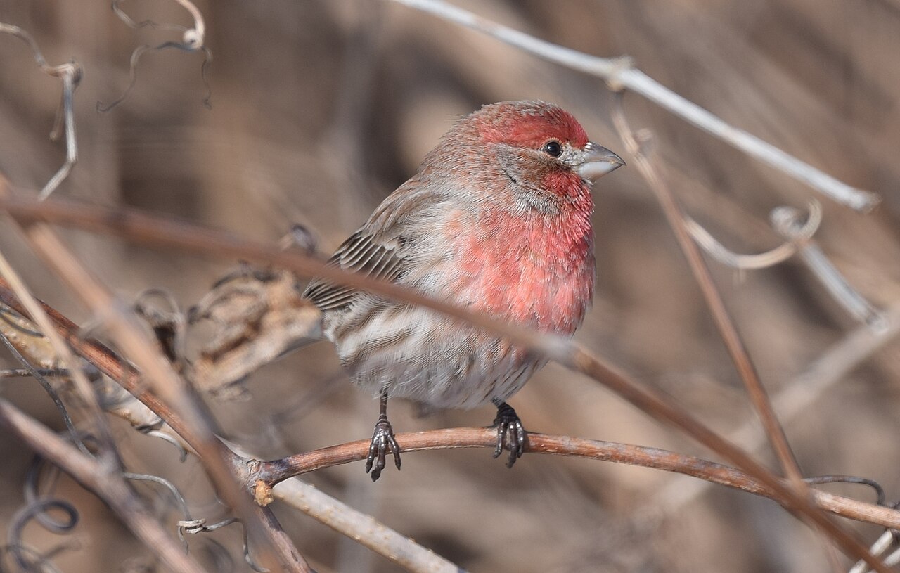 Female vs Male House Finch