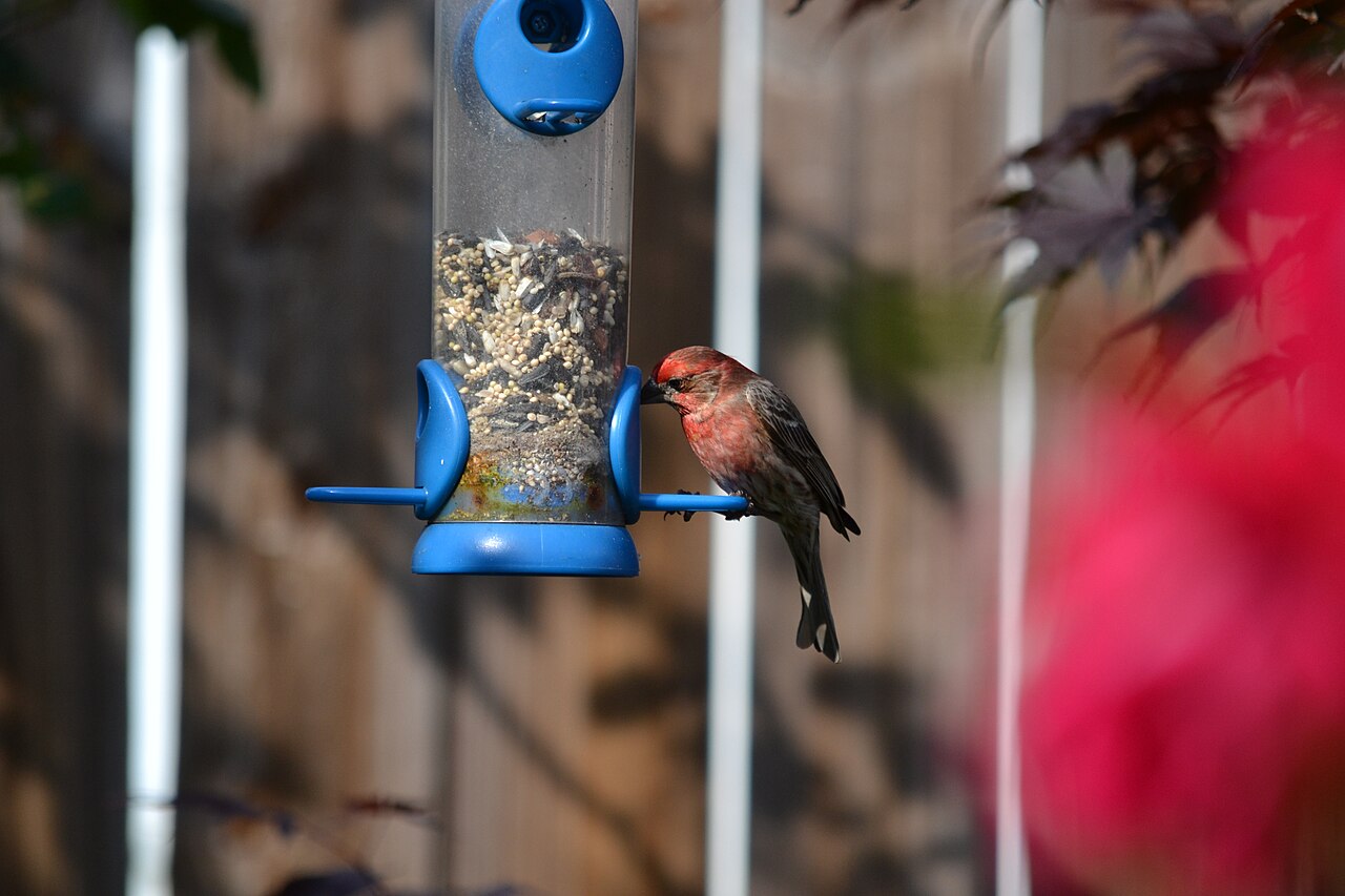 Female House Finches at Your Feeder