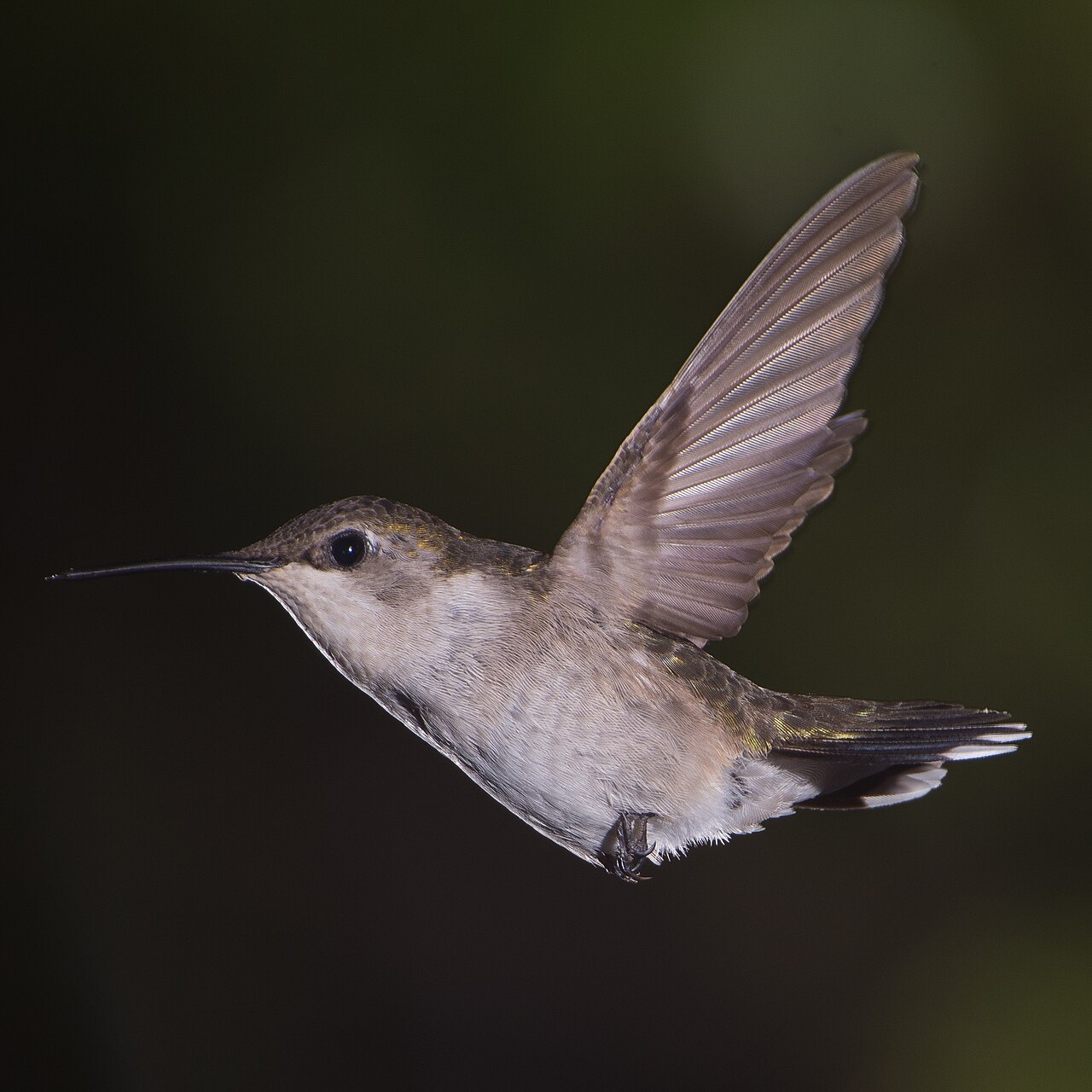 Female Hummingbird: Identification Guide