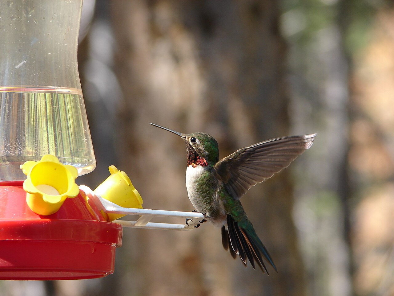 Female vs Male Hummingbird