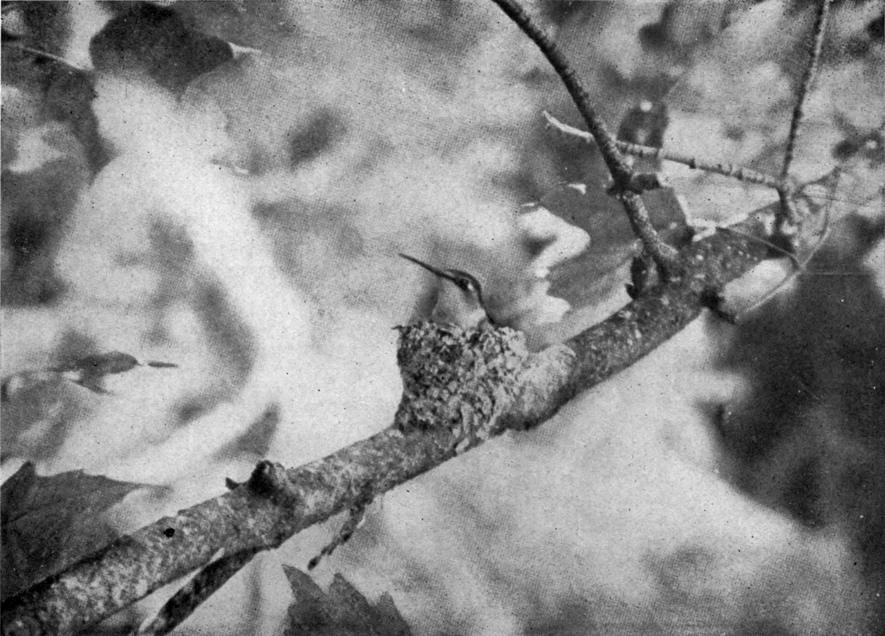 Female Hummingbird Behavior and Nesting