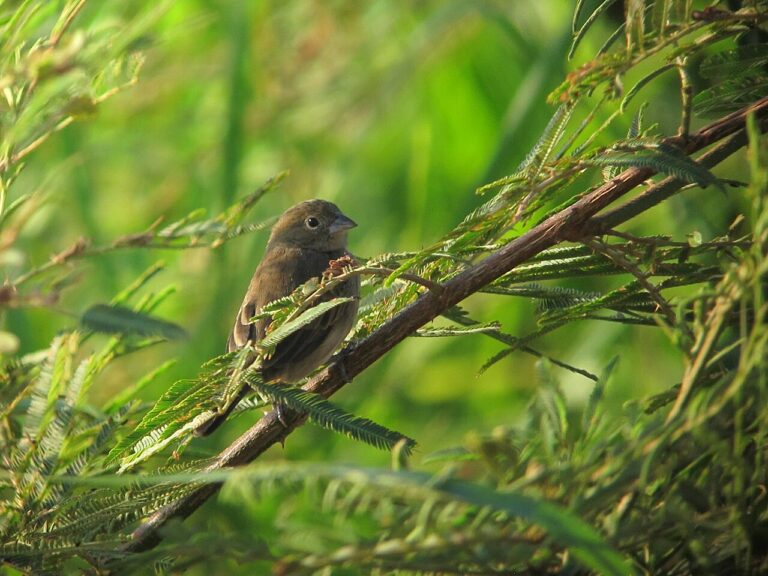 Female Indigo Bunting: Identification Guide