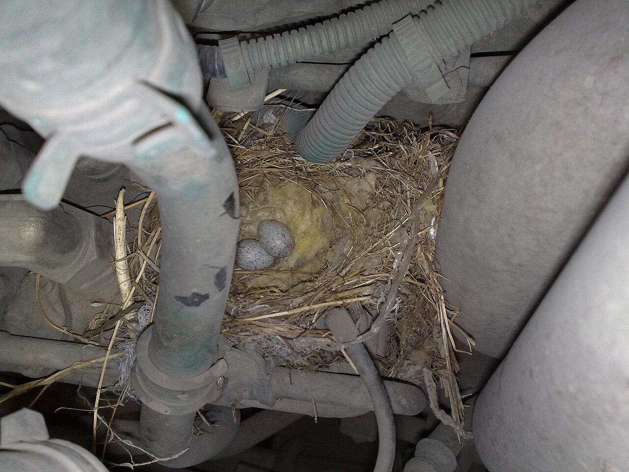 Female Indigo Bunting Behavior and Nesting