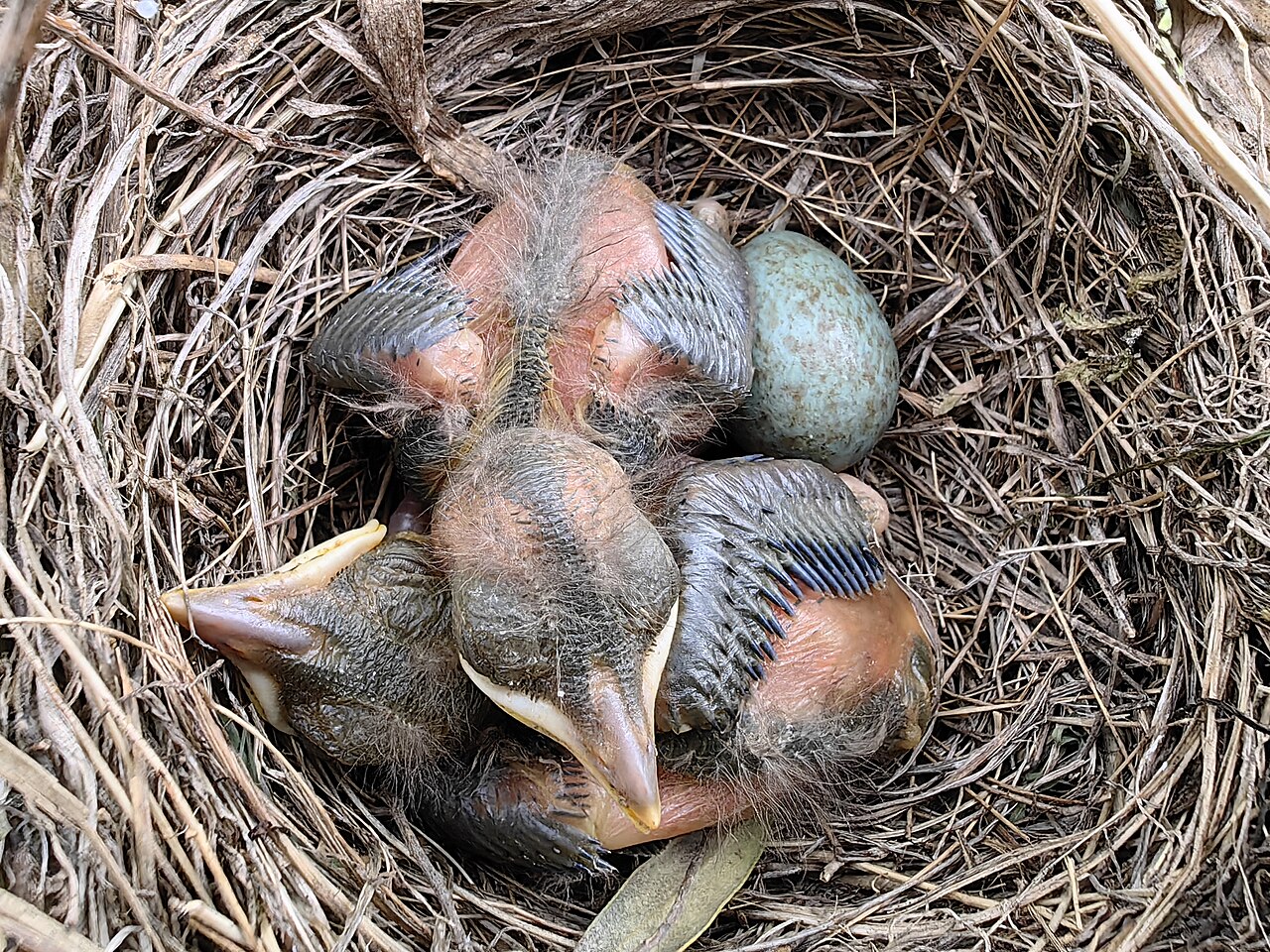 Female Mallard Behavior and Nesting