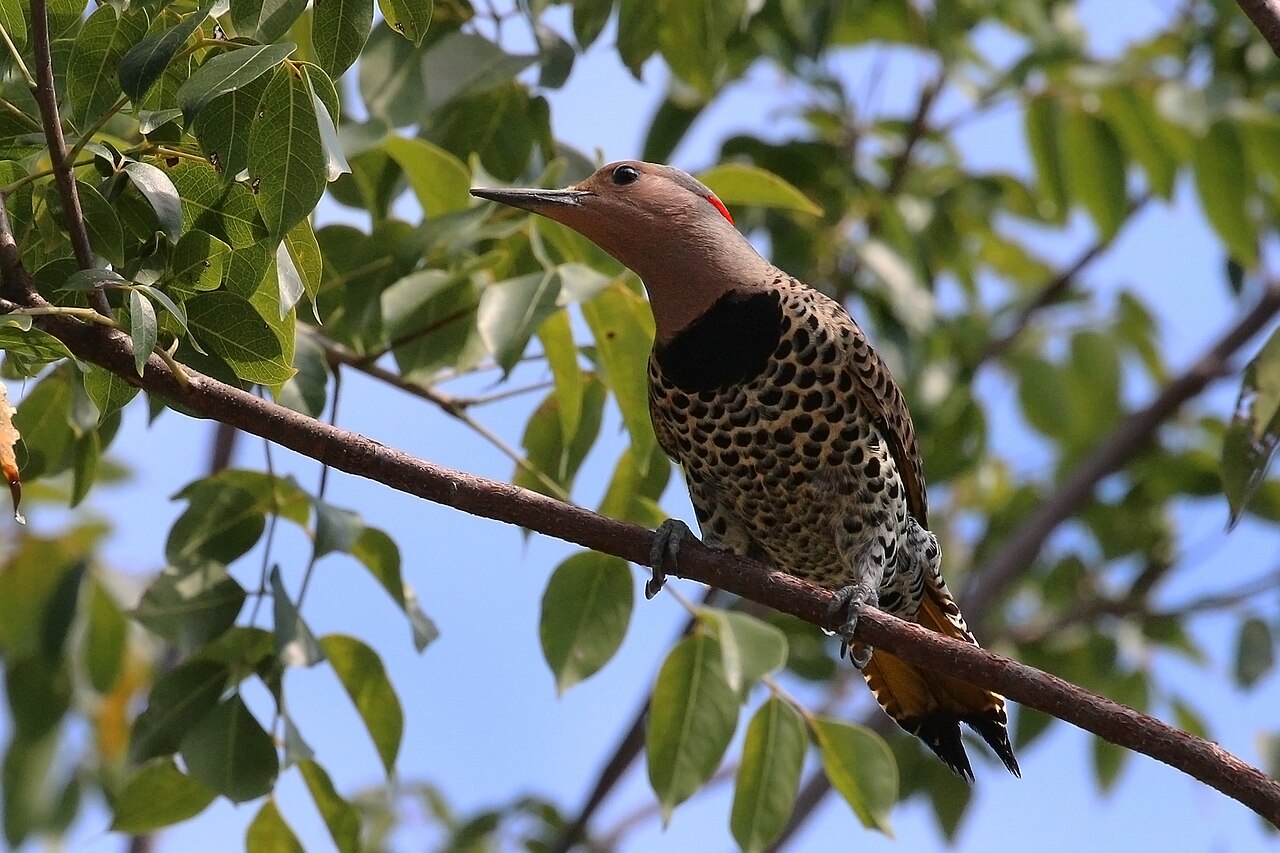 Female Northern Flicker: Identification Guide