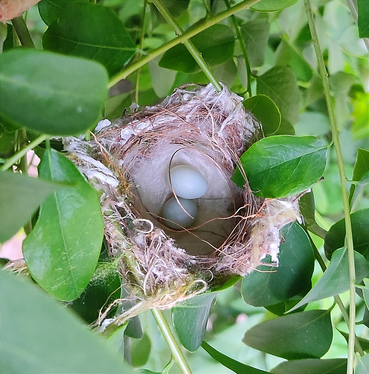 Female Oriole Behavior and Nesting