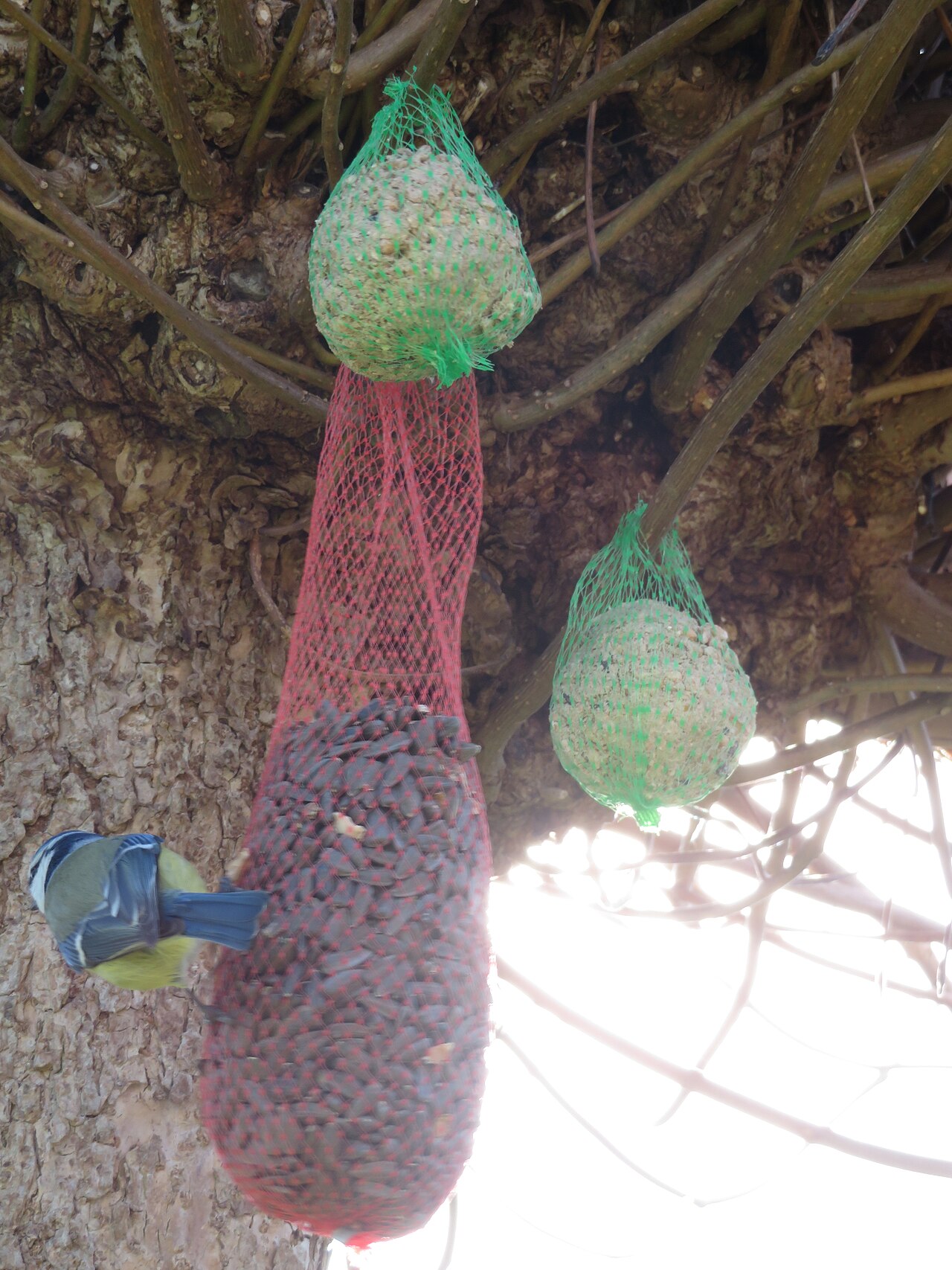 Female Orioles and Sweet Foods