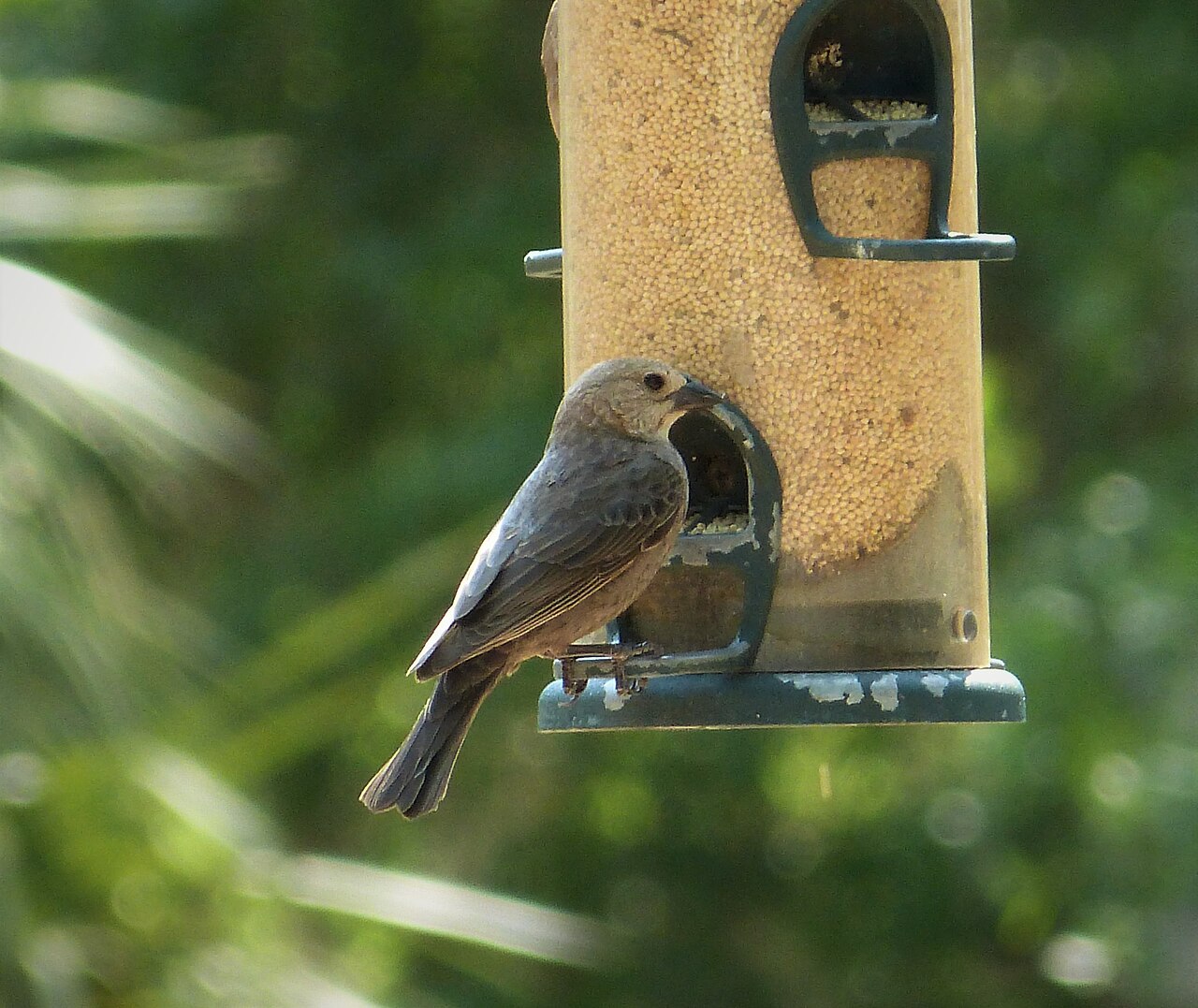 Female Painted Bunting: Identification Guide