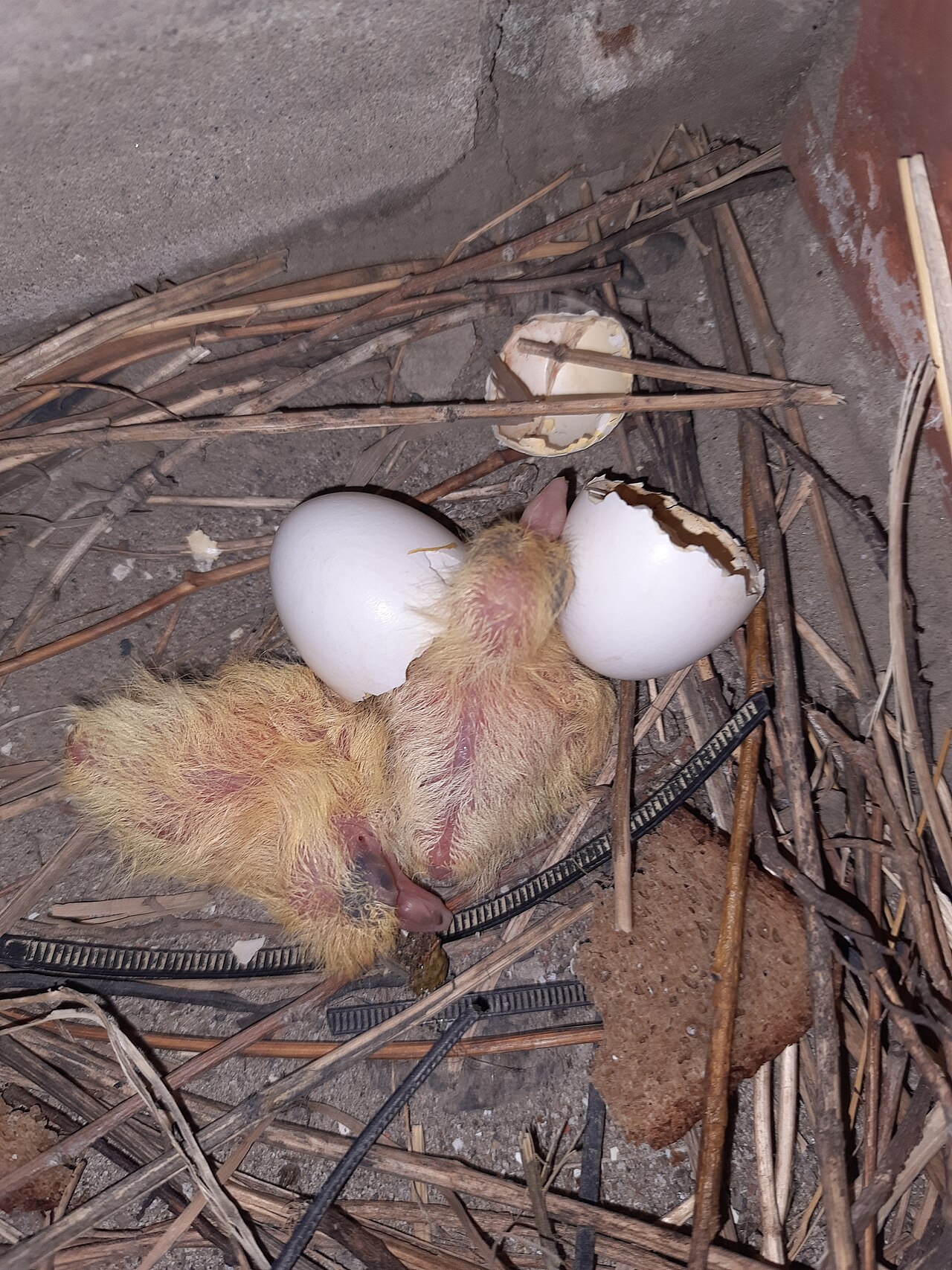 Female Painted Bunting Behavior and Nesting
