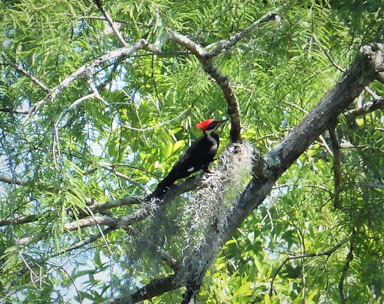 Female Pileated Woodpecker: Identification Guide