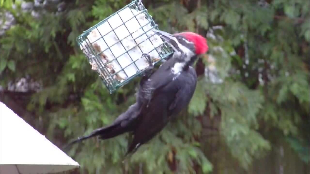 Female vs Male Pileated Woodpecker