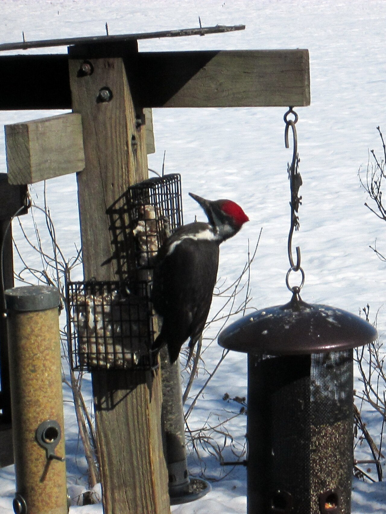 How to Identify a Female Pileated Woodpecker
