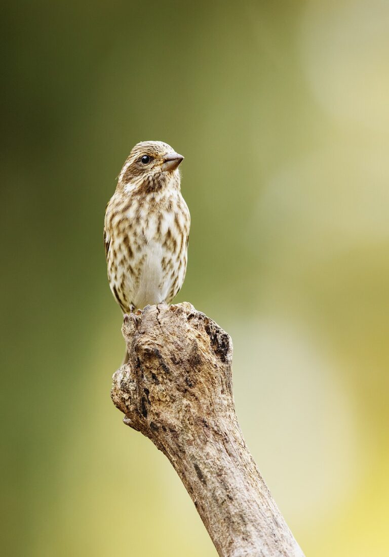 Female Purple Finch: Identification Guide