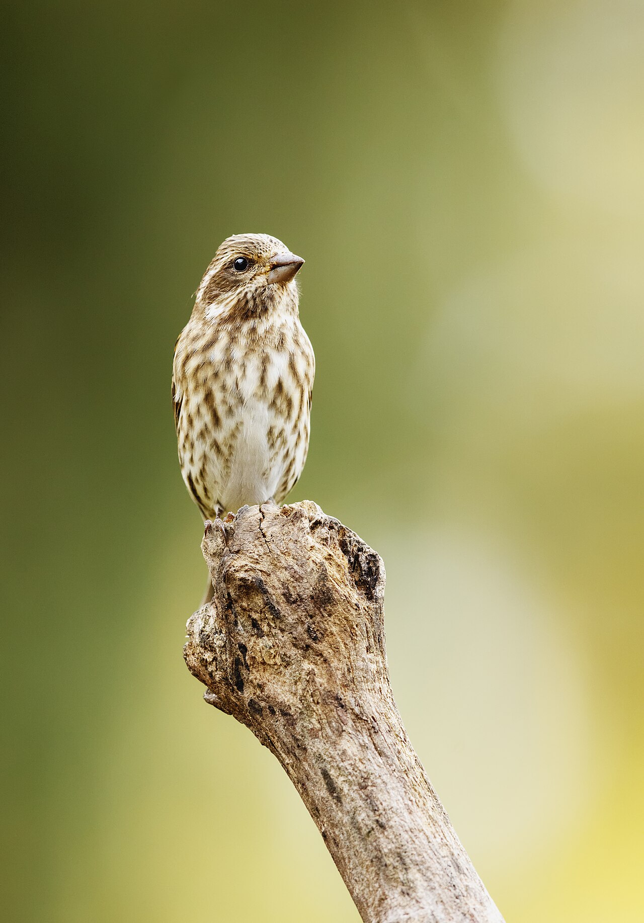 Female Purple Finch: Identification Guide