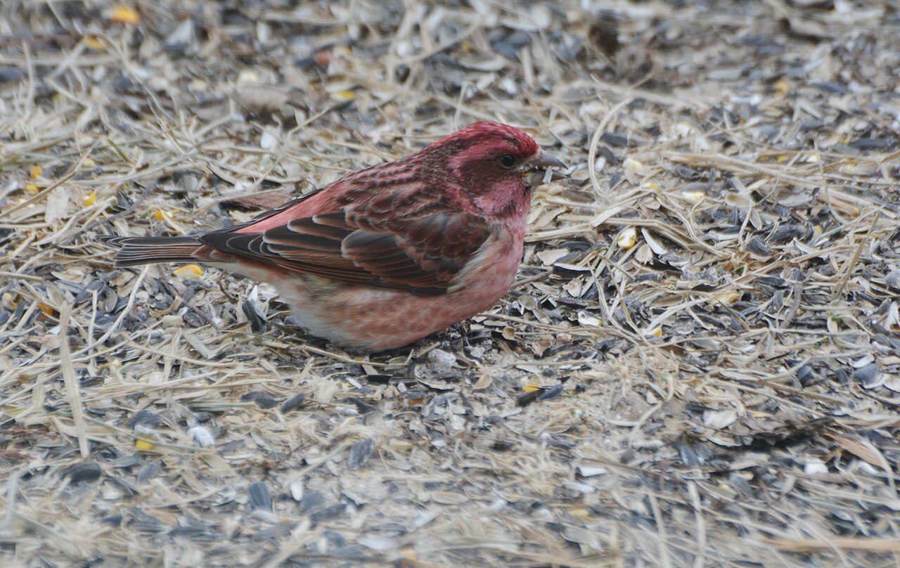 Female Purple Finch vs Female House Finch