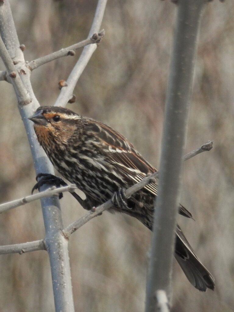 Female Red-Winged Blackbird: Identification Guide
