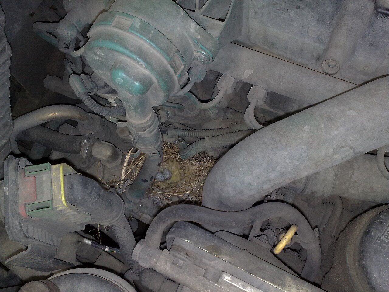Female Red-Winged Blackbird Behavior and Nesting