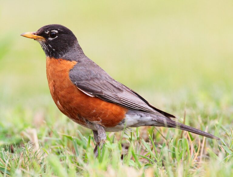 Female Robin: Identification Guide
