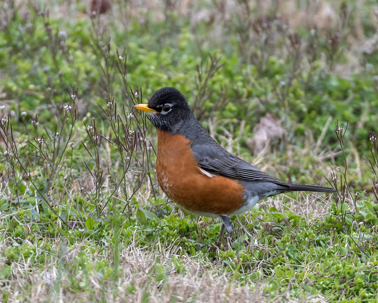 Female vs Male Robin