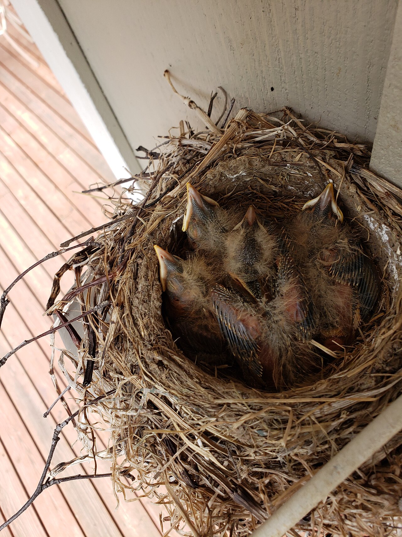 Female Robin Behavior and Nesting