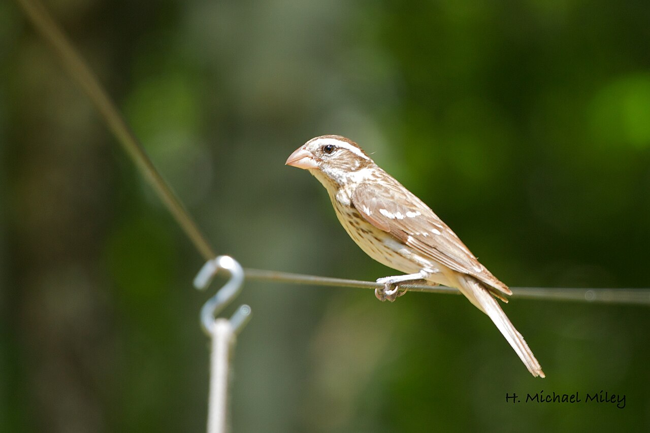 Female Rose-breasted Grosbeak: Identification Guide