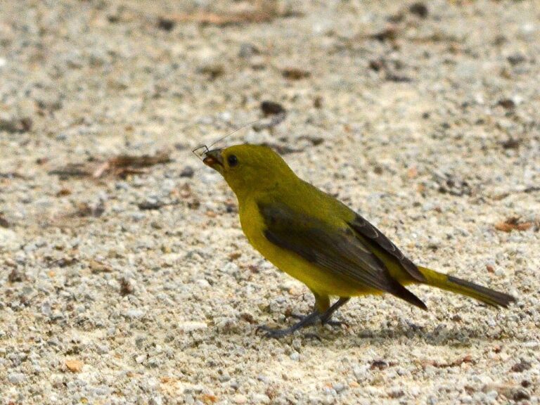 Female Scarlet Tanager: Identification Guide